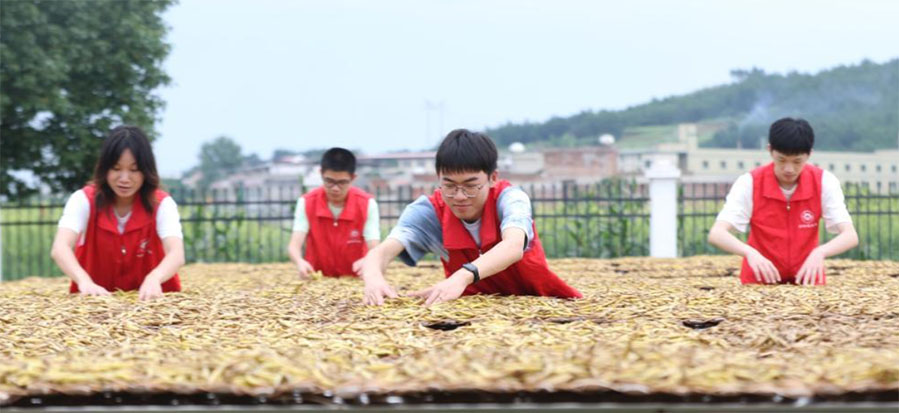 湖南衡阳：大学生暑期田间助农忙