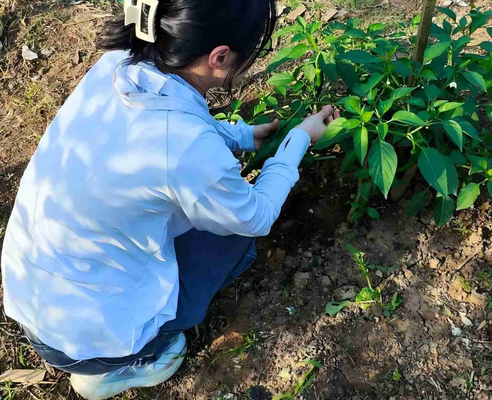 【社会实践立项】化学与药学学院“生物治理先锋团”中期调研工作